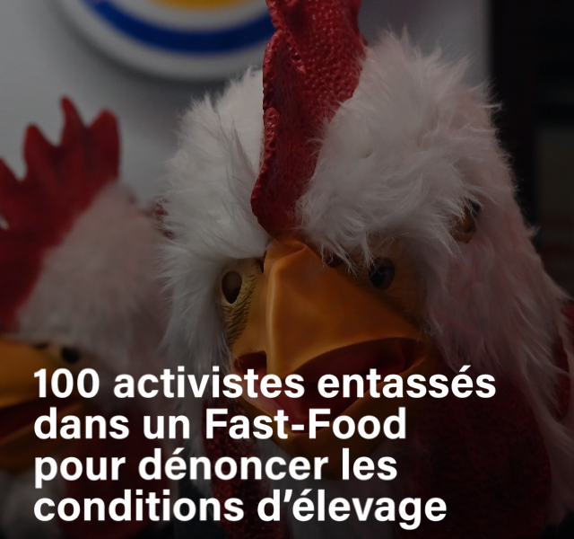 Des militants de L214 mènent une action dans un Burger King